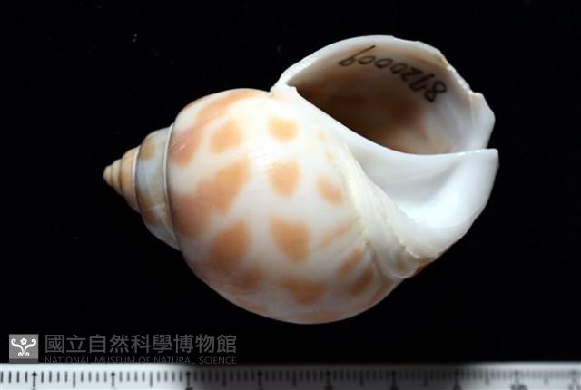 妃珍鳳螺藏品圖，第2張