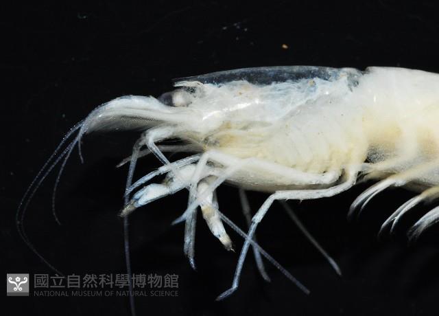 西表島新米蝦藏品圖，第2張