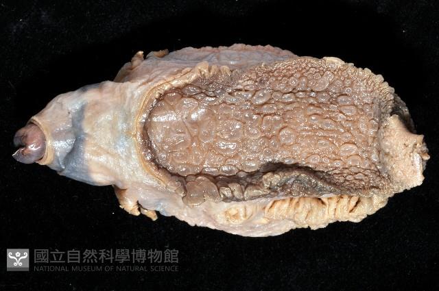 未知種側鰓藏品圖，第2張