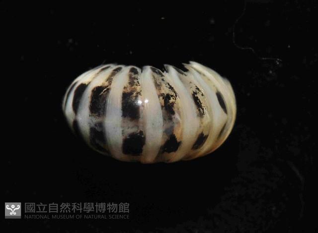 條紋木球馬陸藏品圖，第2張