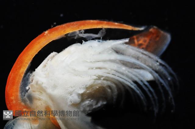 直板茗荷藏品圖，第2張