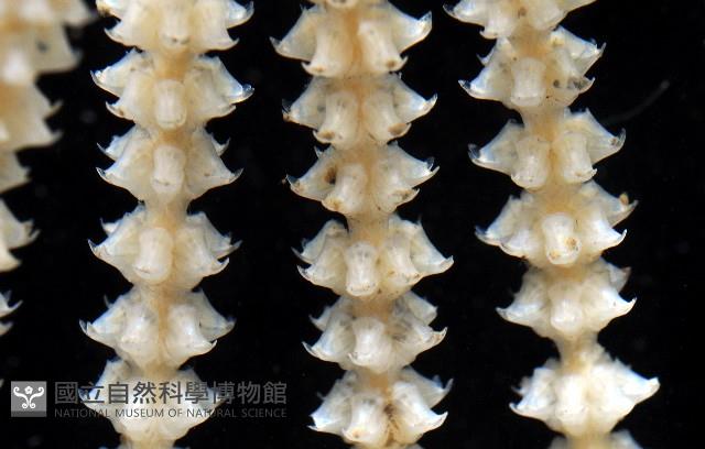 未知種深海原軟珊瑚藏品圖，第2張