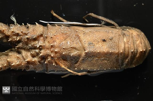 褐黃脊龍蝦藏品圖，第2張
