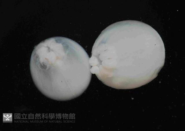 未知種水母類藏品圖，第2張