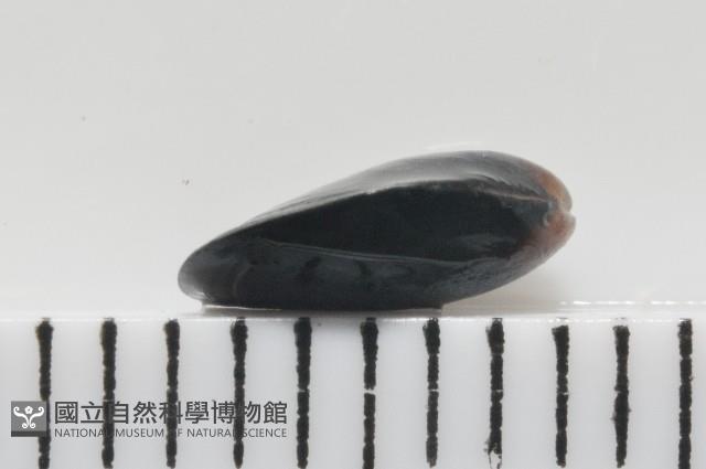 登錄號:006952-00009藏品圖，第2張