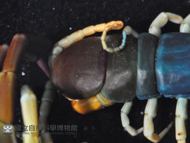 未知種巨蜈蚣藏品圖，第2張