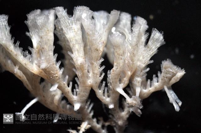 未知種管孔苔蟲藏品圖，第2張