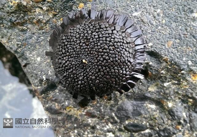 默氏笠海膽藏品圖，第2張