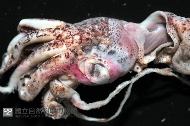 未知種皮羅魷魚藏品圖，第2張