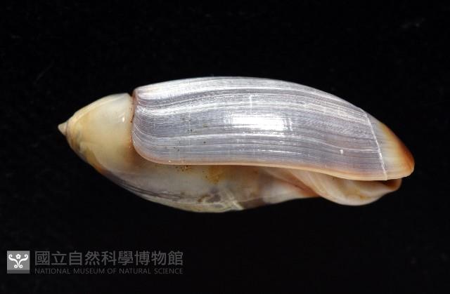 扭軸彈頭螺藏品圖，第2張