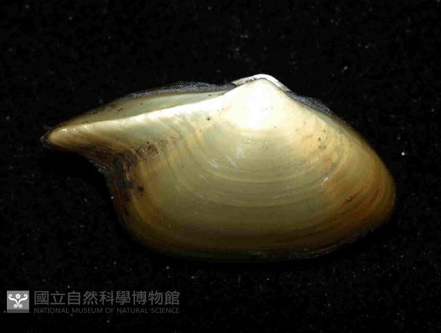 深淵馬刺蛤藏品圖，第2張