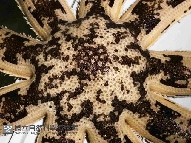 斑砂海星藏品圖，第2張