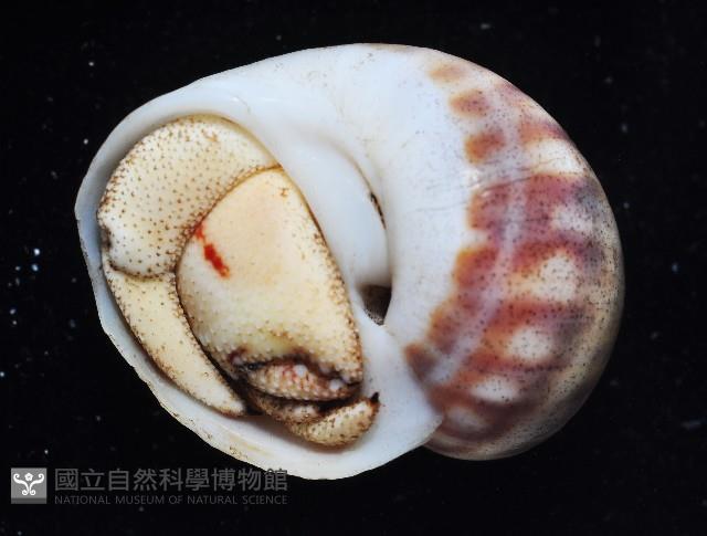 皺紋(灰白)陸寄居蟹藏品圖，第2張