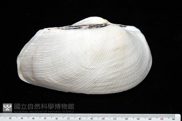 半扭魁蛤藏品圖，第2張