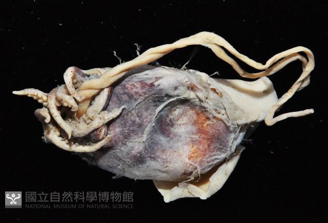未知種異烏賊藏品圖，第2張