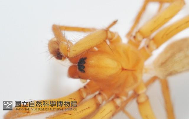 長亞隙蛛藏品圖，第2張