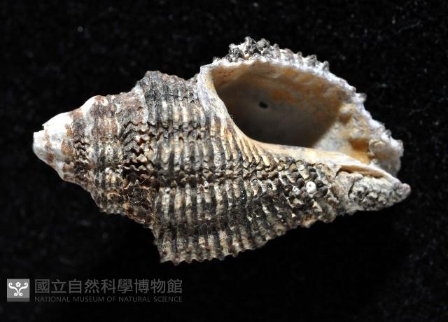 稜結螺藏品圖，第2張