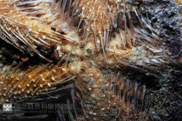 未知種高星海膽藏品圖，第2張