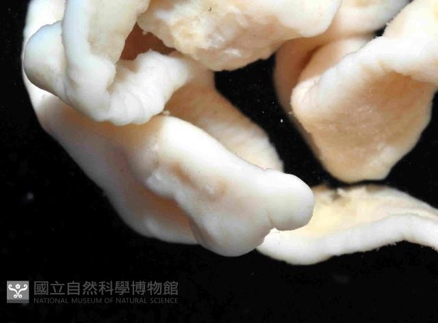 未知種紐蟲藏品圖，第2張
