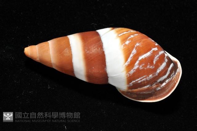 美嬌蝸牛藏品圖，第2張