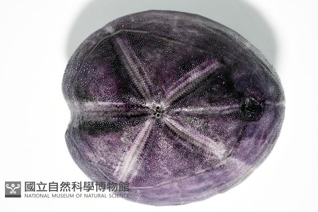 中華釜海膽藏品圖，第2張