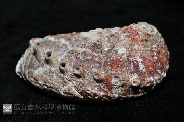 瘤鮑螺藏品圖，第2張