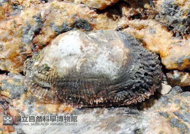 青鬍魁蛤藏品圖，第2張