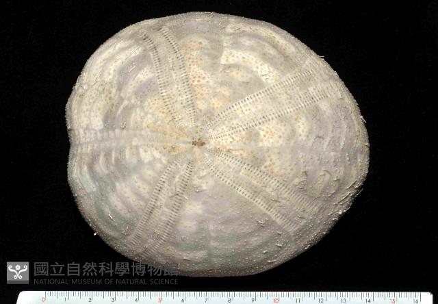 易碎脆心形海膽藏品圖，第2張