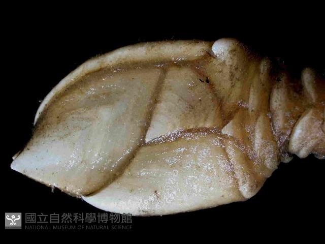 小甲小鎧茗荷藏品圖，第2張