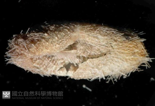 未知種汽海膽藏品圖，第2張