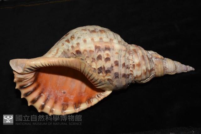 大法螺藏品圖，第2張
