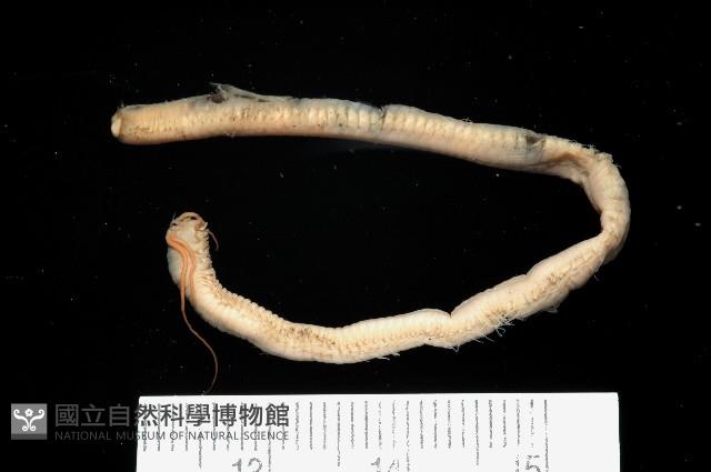 刺管薩歐蟲藏品圖，第2張
