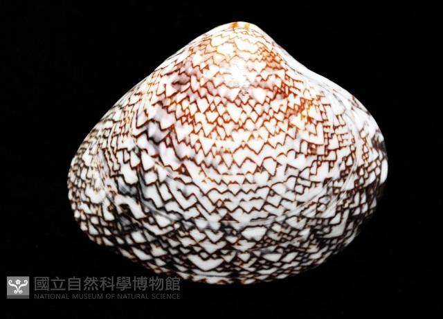 秀美文蛤藏品圖，第2張