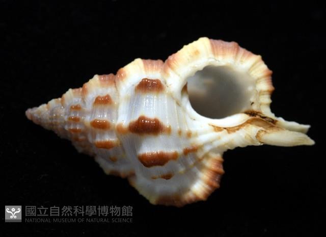 褐廇翼法螺藏品圖，第2張