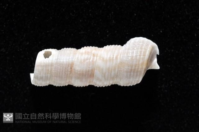 未知種左錐螺藏品圖，第2張