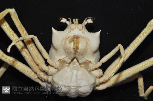 西伯加曼人面蟹藏品圖，第2張
