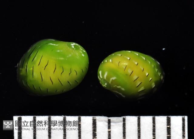 翡翠蜑螺藏品圖，第2張