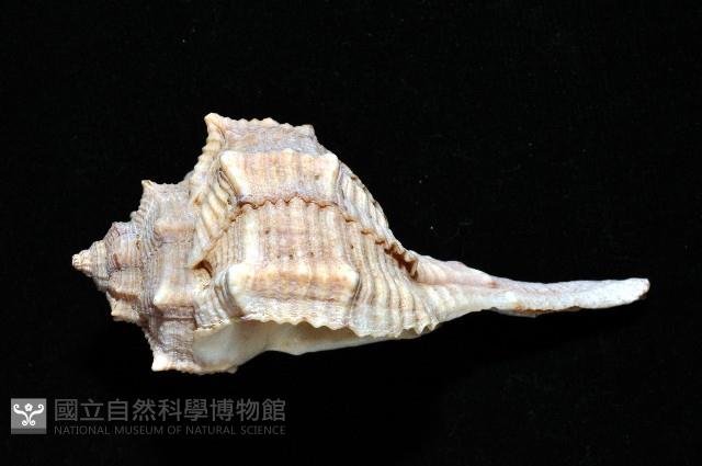 染料骨螺藏品圖，第2張