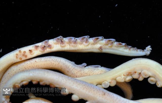 龍氏爪魷魚藏品圖，第2張