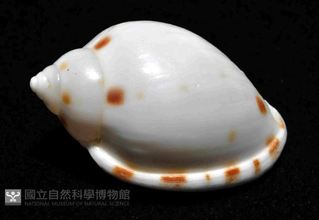 斑點小鬘螺藏品圖，第2張
