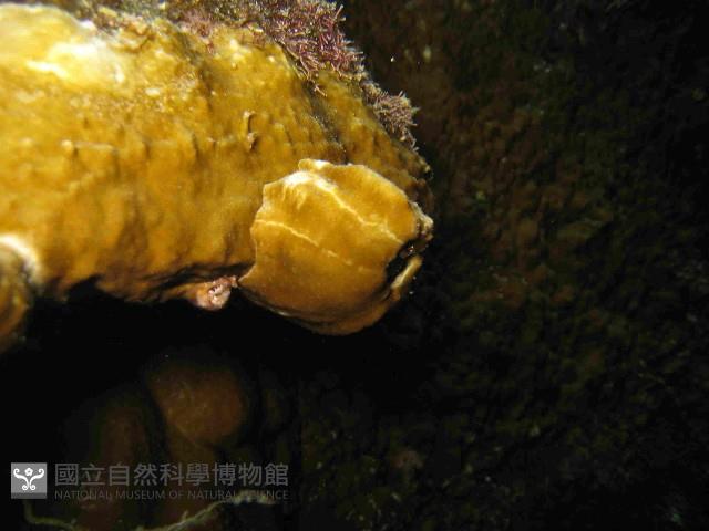 亞傑巨藤壺藏品圖，第2張