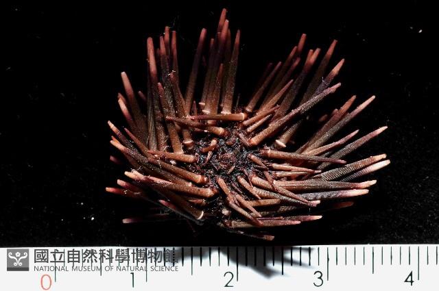 梅氏長海膽藏品圖，第2張