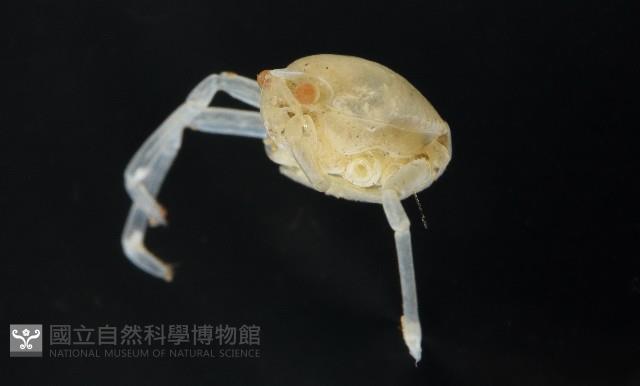 未知種折尾蝦藏品圖，第2張