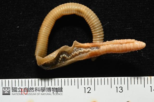 霍氏腔環蚓藏品圖，第2張