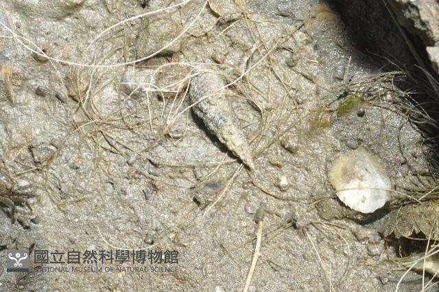 燒酒海蜷藏品圖，第2張