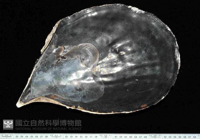 黑旗江珧蛤藏品圖，第2張