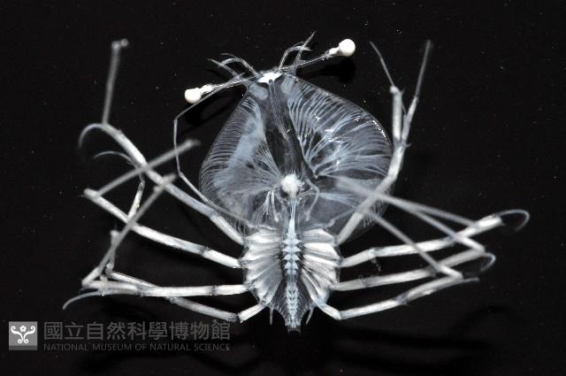 未知種蟬蝦亞科幼生藏品圖，第2張