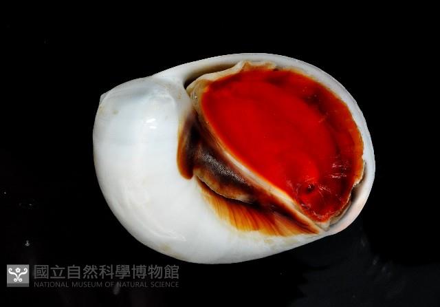 黑唇玉螺藏品圖，第2張