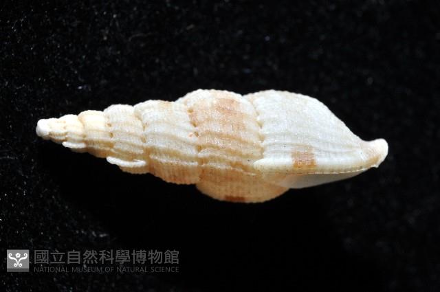 長形核螺藏品圖，第2張