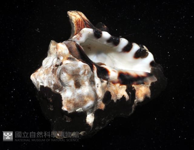 短拳螺藏品圖，第2張